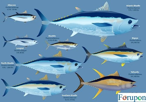 Ahi Tuna Vs Albacore Tuna 1 What s The Difference For Upon