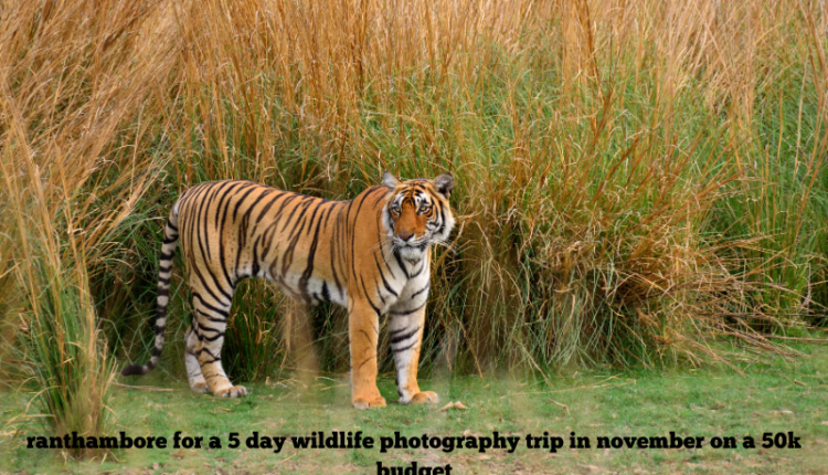 ranthambore for a 5 day wildlife photography trip in november on a 50k budget